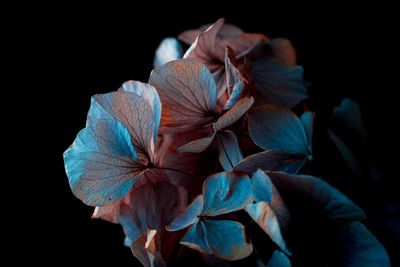 Close-up of flowering plant against black background