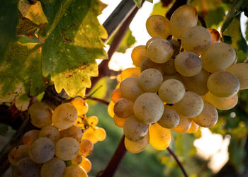 Close-up of grapes growing in vineyard