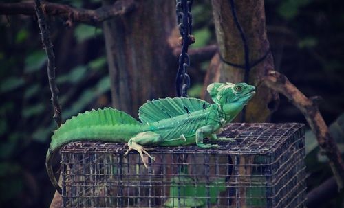 Close-up of lizard on tree