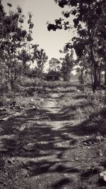 Footpath amidst trees on field against sky