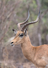 Portrait shot of an impala ram in the nxai pan national park of botswana