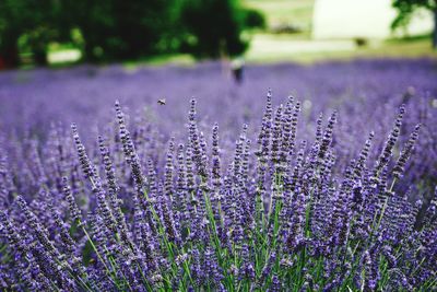 Close-up of purple lavender flowers on field