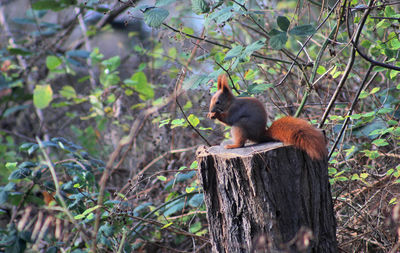 Monkey on tree branch