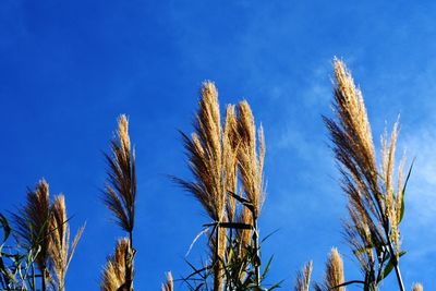 Low angle view of corn field against clear blue sky