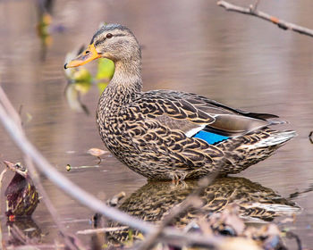 Close-up of duck swimming on lake