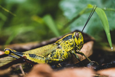 Close-up of insect