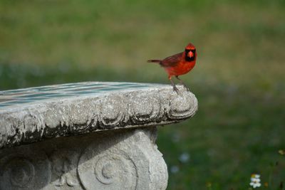 Cardinal on vintage mosiac bench