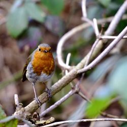 Close-up of bird perching on branch
