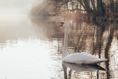 Swans swimming in lake