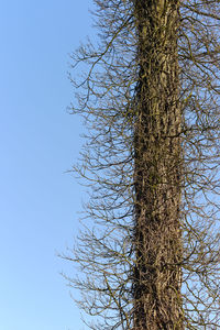 Low angle view of bare tree against clear sky