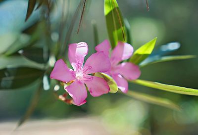 Close-up of pink flowering plant