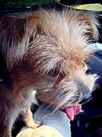 Close-up of dog
