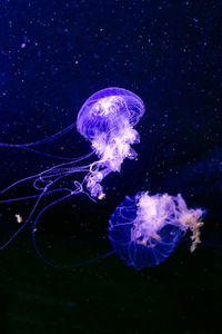 Jellyfish swimming in water against black background
