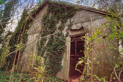 Ivy growing on old abandoned house in forest