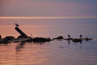 Silhouette birds on sea against sky during sunset