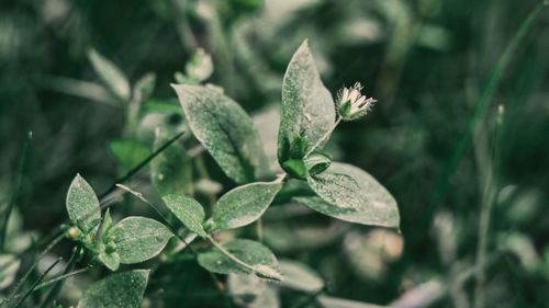 Close-up of plant leaves