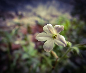 Close-up of flower blooming outdoors