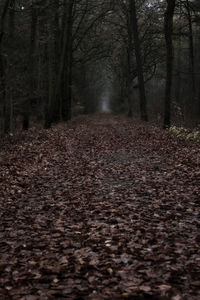 Dirt road amidst trees in forest