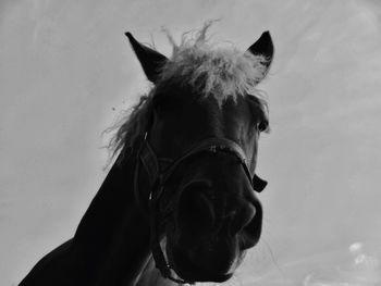 Close-up portrait of dog