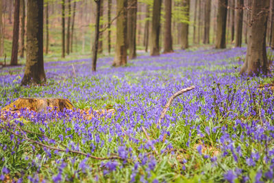 Close-up of purple crocus flowers in forest