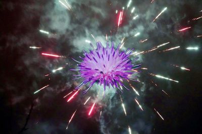 Low angle view of pink firework display at night