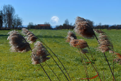 Close-up of mushroom growing on field against sky
