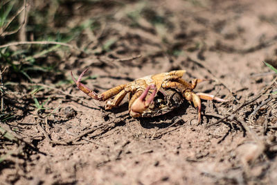 Close-up of crab on sand