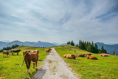 Cows on landscape against sky