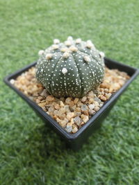 High angle view of bread on plant