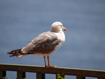 Close-up of seagull perching on railing