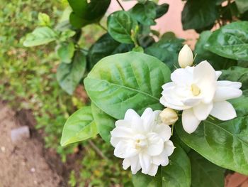 Close-up of flowers blooming outdoors