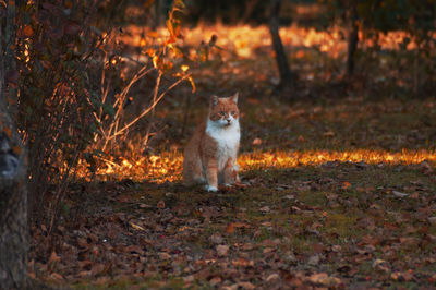 A ginger cat in an orange autumnal scenery, surrounded by fallen leaves.