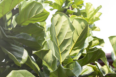 Close-up of green leaves