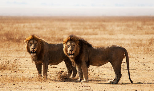 Lioness running on field