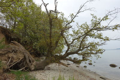 Trees growing on shore against sky