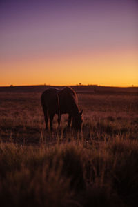 Horse grazing in field during sunset