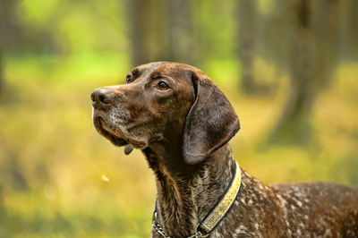 Close-up of a dog looking away