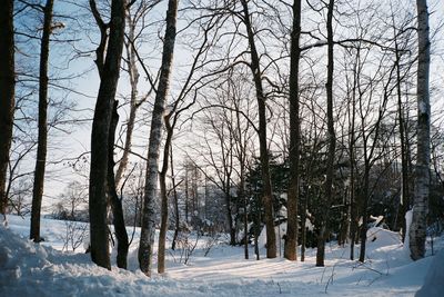 Tranquil winter scene with bare trees