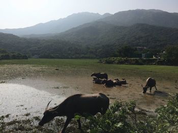 Sheep grazing in a field
