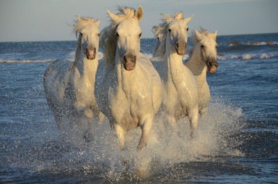 Panoramic view of horse in sea