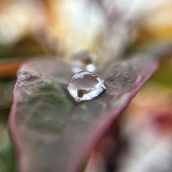 Close-up of water drops on leaf