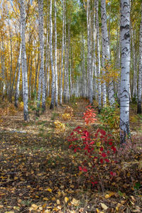 Trees growing in forest during autumn