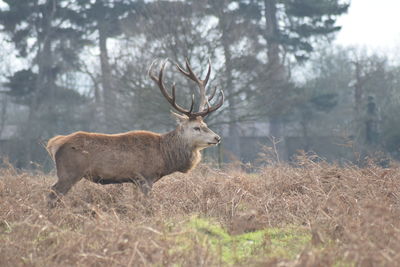 Side view of fall buck standing on grassy field at bushy park