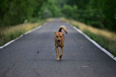 Dog walking on road