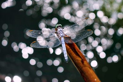 Dragonfly protecting his pond