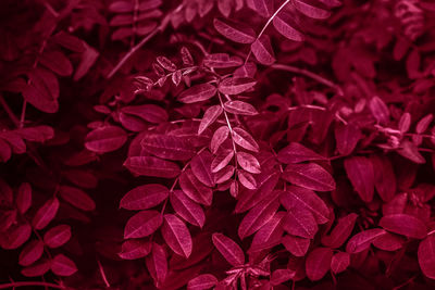 Viva magenta colored leaves of rose hip background. natural dog-rose textured foliage