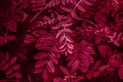 Full frame shot of plant