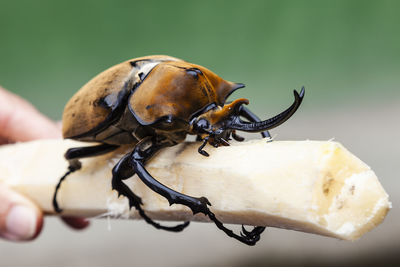 Close-up of insect on hand