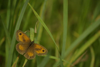 Close-up of butterfly on grass