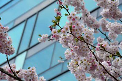 Close-up of cherry blossoms in spring